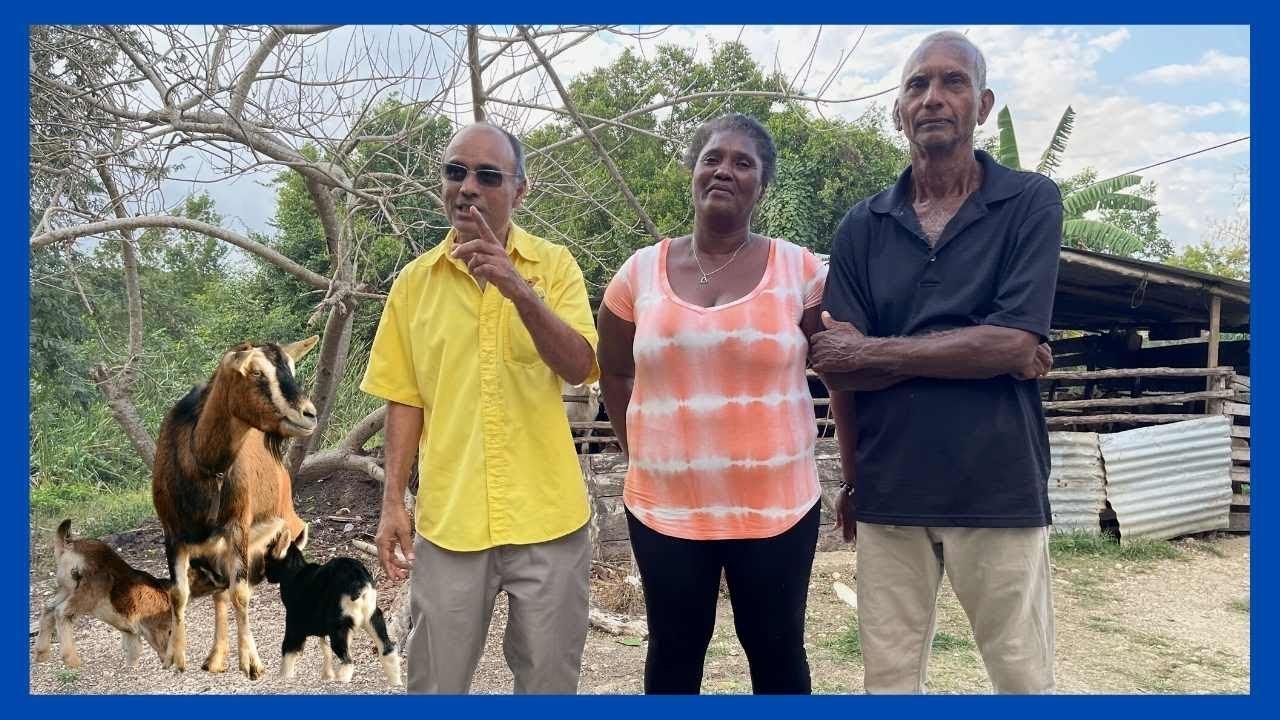 FEEDING GOATS IN THE SWAMP AREA in Westmoreland Jamaica|| GOAT FARMING