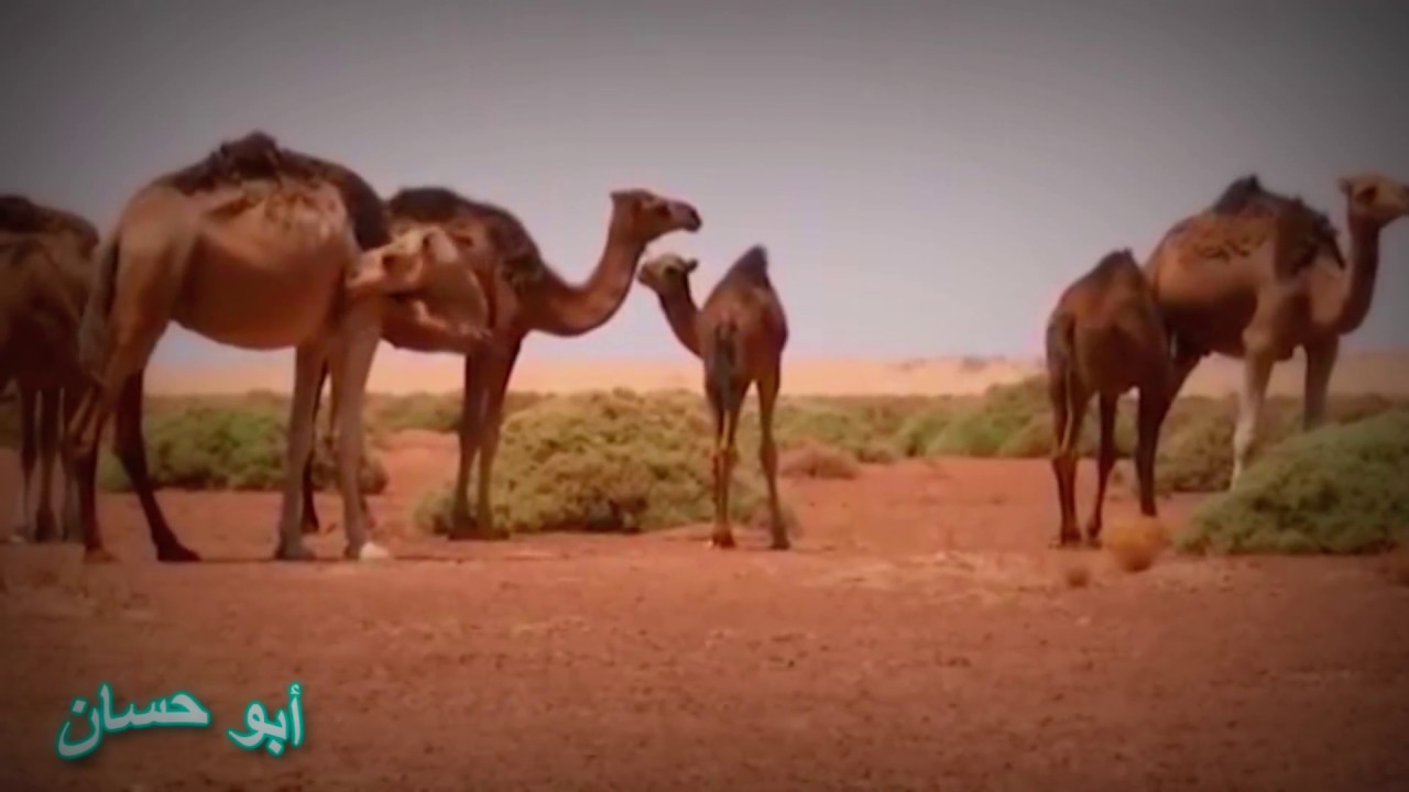قصيدة لشاعر أحمد حلتيت الجريسي