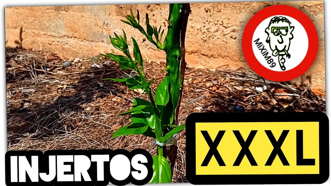 INJERTO de PLANCHA de 11 YEMAS (Sobre Patrón Cítrico) by mixim89
