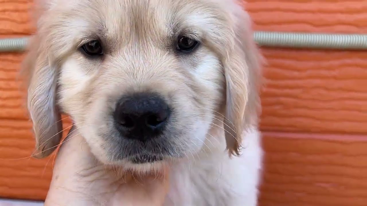 マナの子犬24番ちゃん　2026 3 7撮影