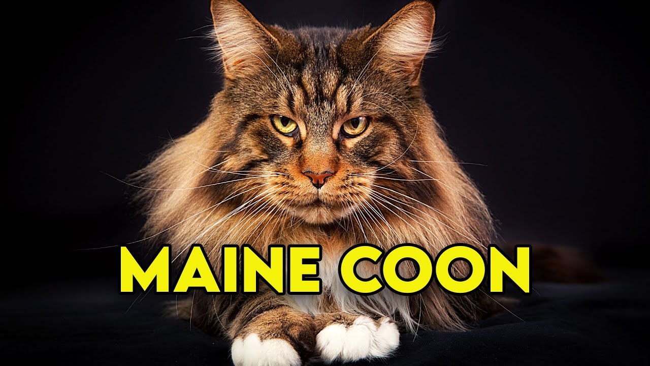 Pisica MAINE COON - Pisica Gigant