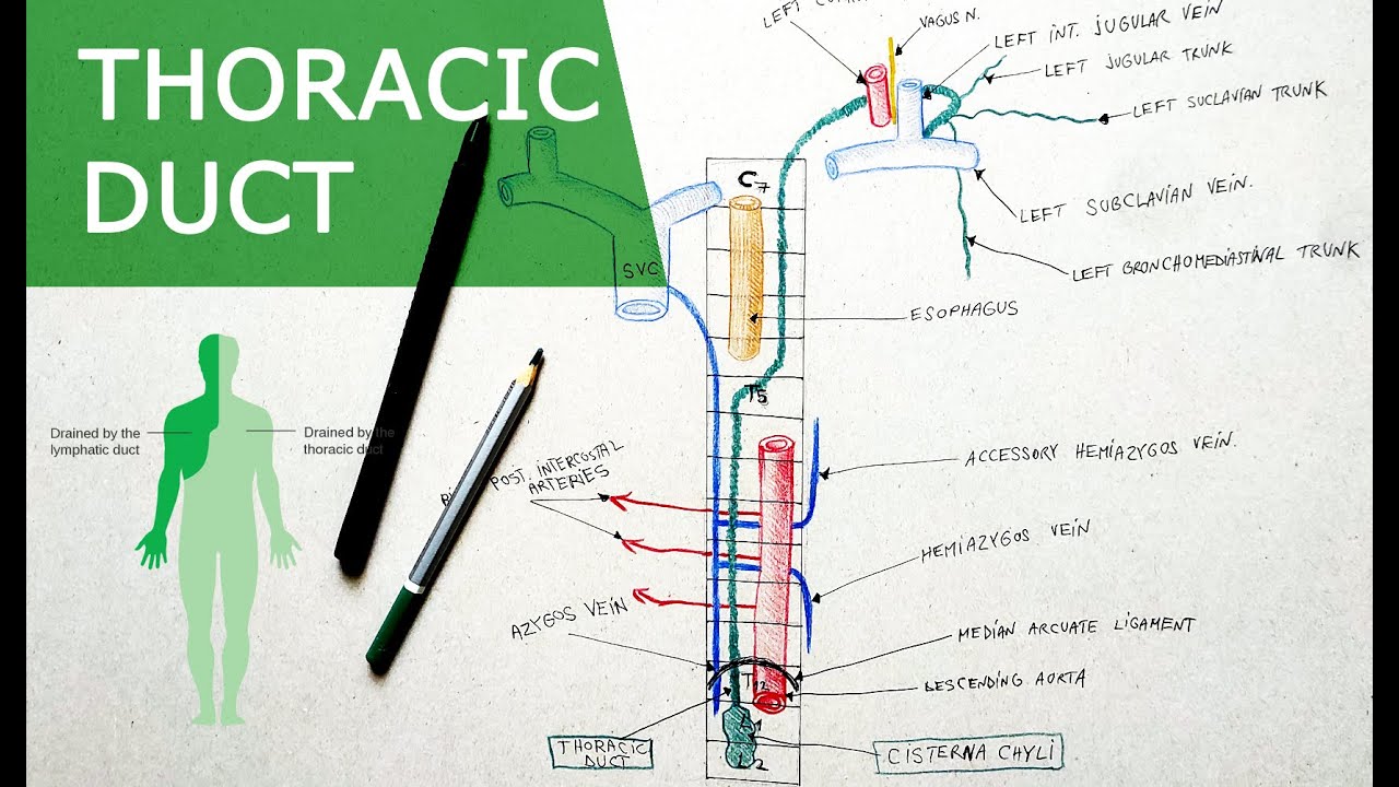 Thoracic duct | Anatomy Tutorial | Course, Relations, Tributaries