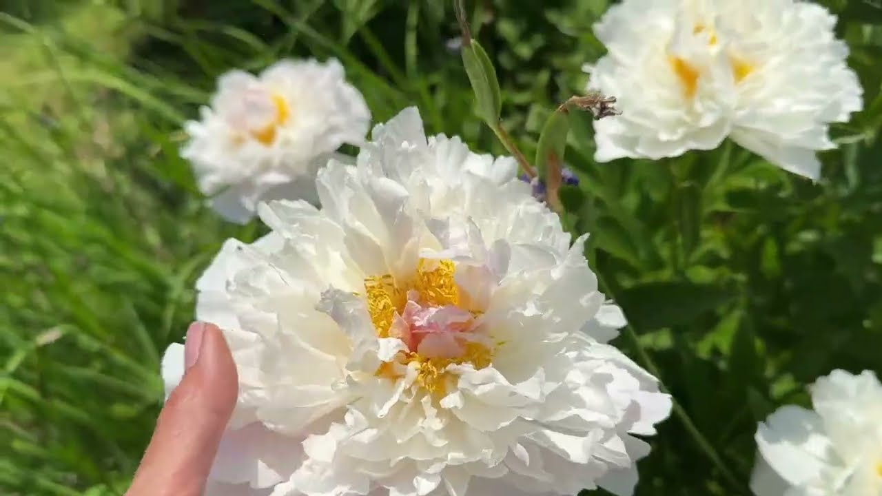 A Close-Up Look at the Roses and Peonies in My Garden