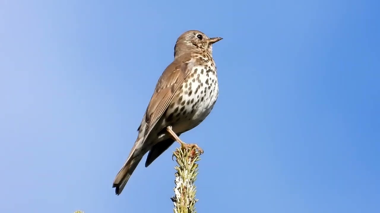 vidéo grive musicienne  ( Haute Maurienne Vanoise )