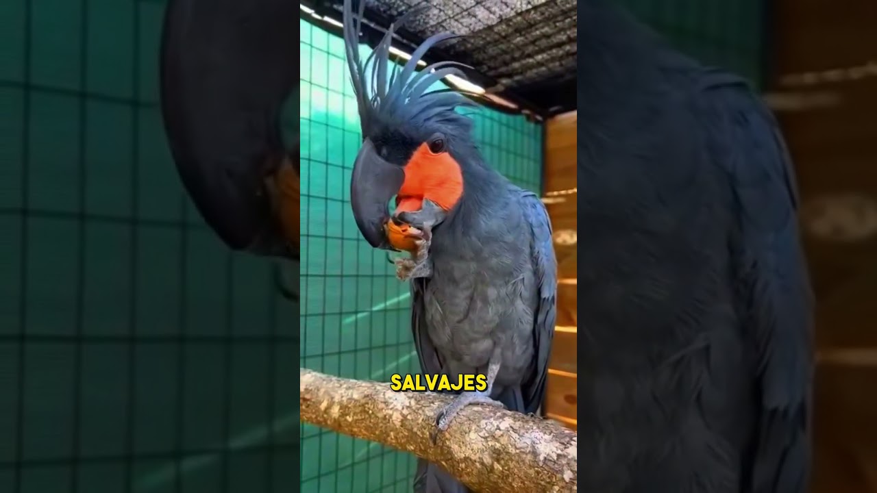 Por qu&eacute; crecen siempre los picos de los loros 🦜