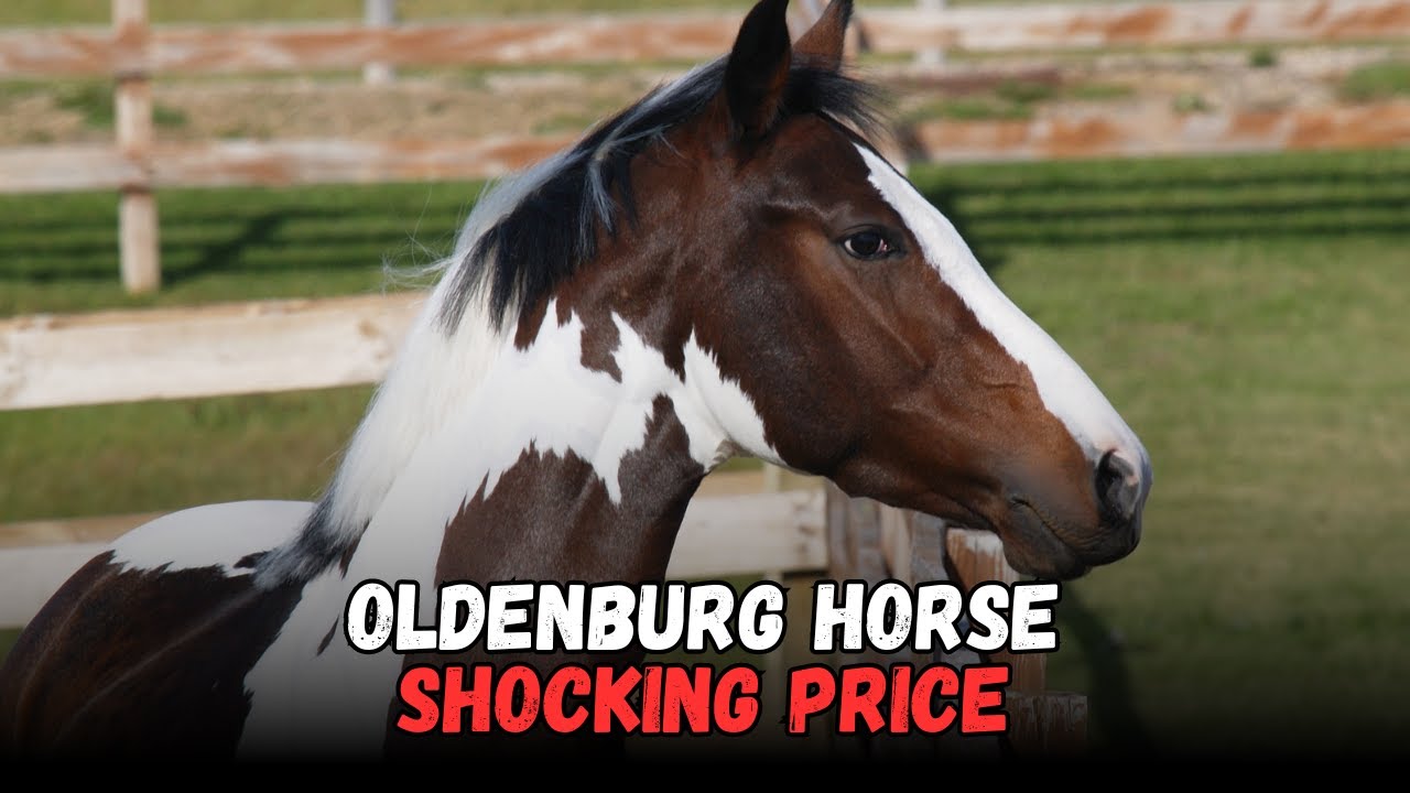 Why Oldenburg Horses Are SO Expensive &mdash; One of the World&rsquo;s Top Sport Breeds