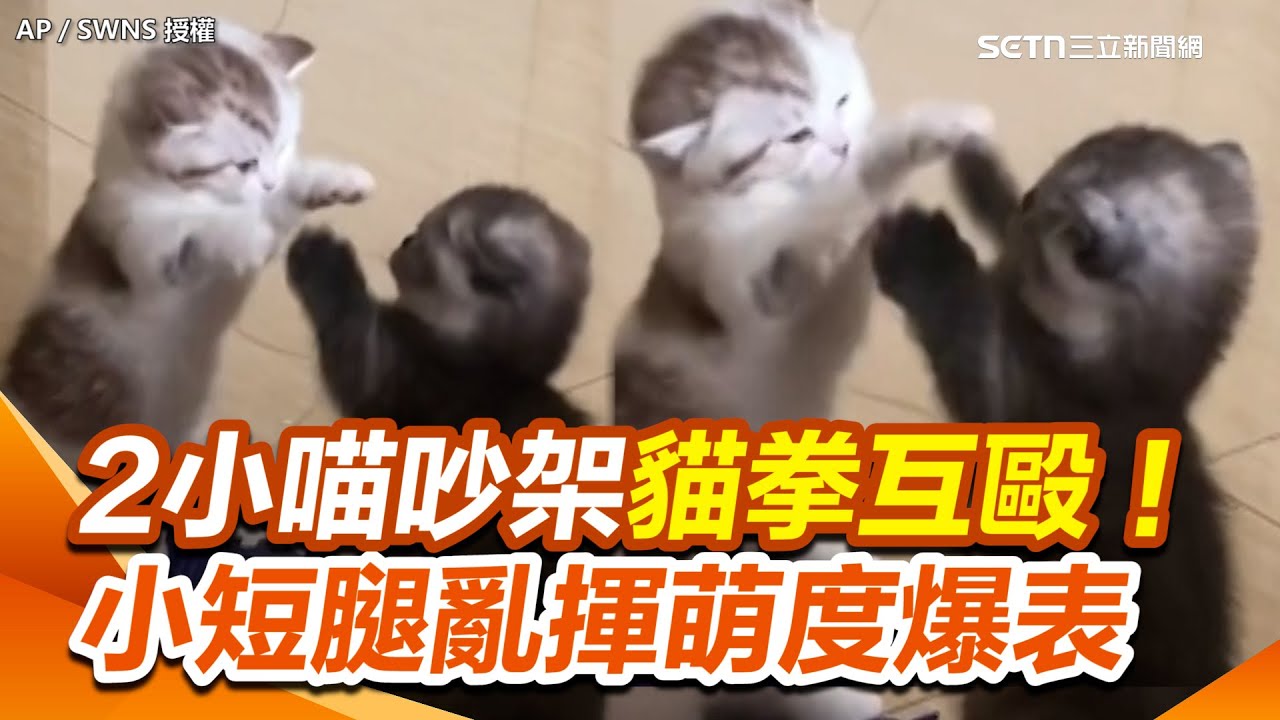 2小喵吵架貓拳互毆！小短腿亂揮萌度爆表...超沒殺傷力XD｜三立新聞網 SETN.com
