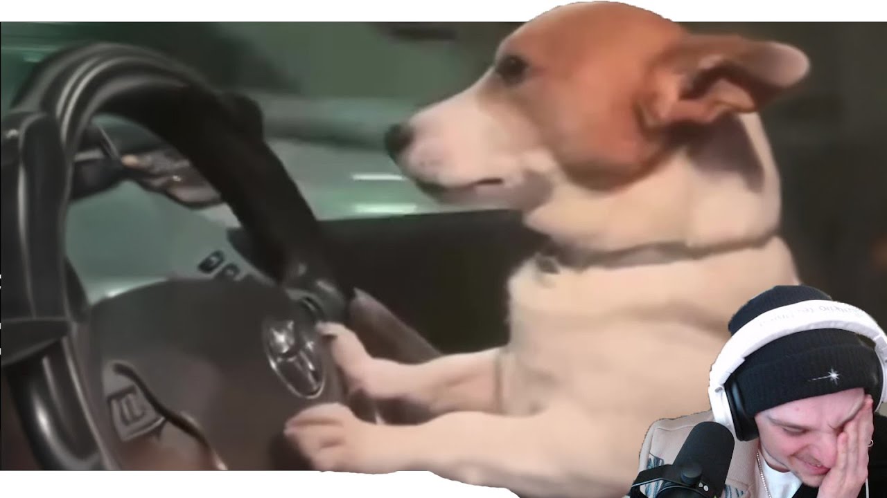 Reacting To Memes That Made Me Happy