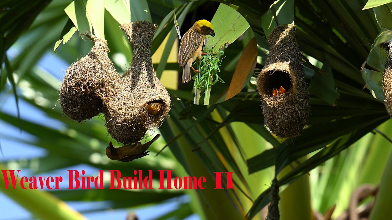 Life is struggle you come through Impressive Of Weaver Bird Build Nest Ep11