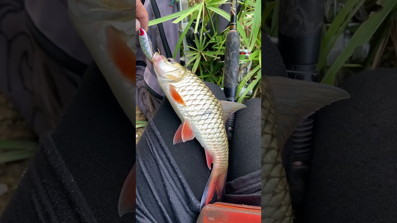 Casting Hampala Umpan Minnow Gagal Action Mod Jadi Swimbait 
