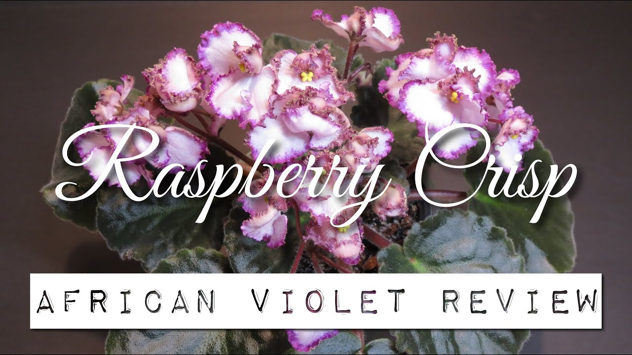 RASPBERRY CRISP - African Violet Review