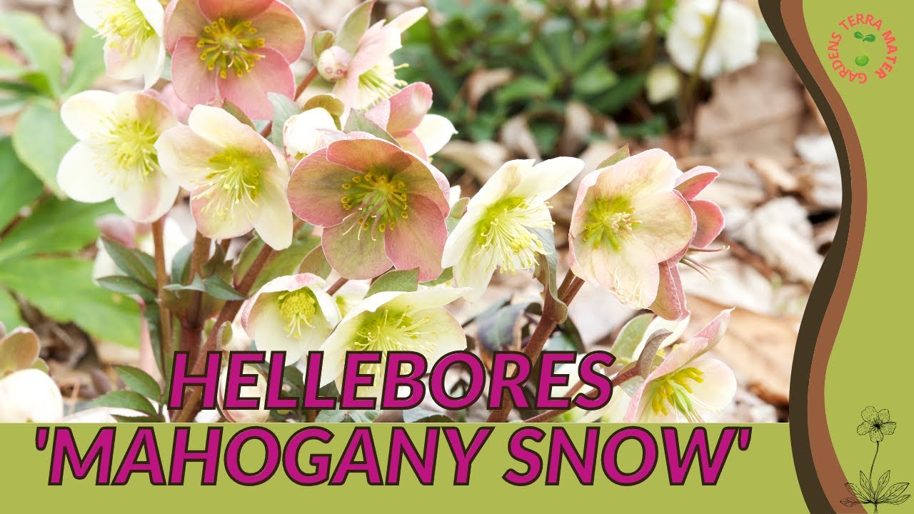 HELLEBORES 'MAHOGANY SNOW' Information, Description & More! (Helleborus x hybridus)