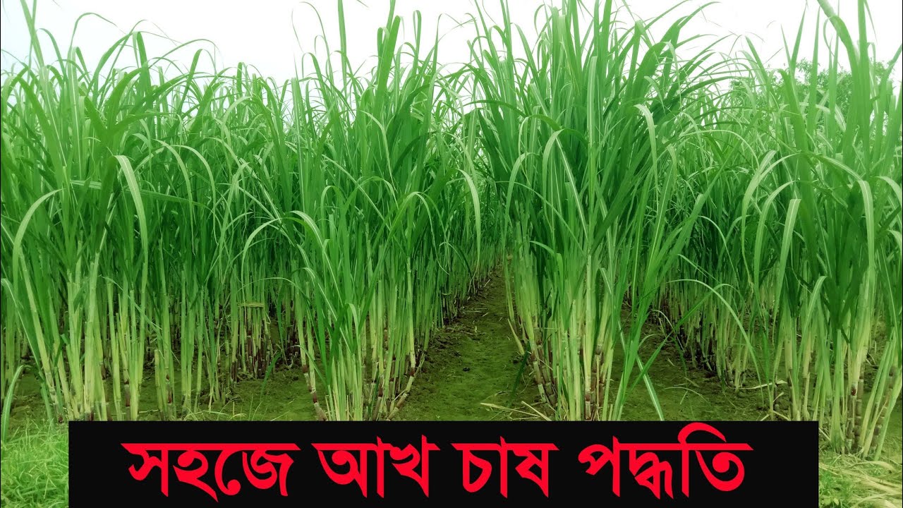 আখ চাষ পদ্ধতি
