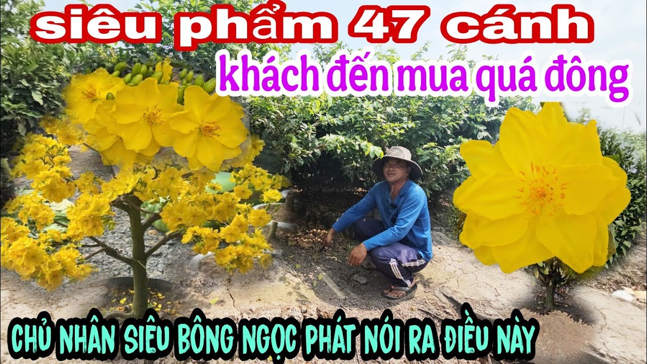 Siêu Bông Ngọc Phát Chủ Nhân Lên Tiếng Siêu Phẩm 47 Cánh Khách Đến Mua Quá Đông