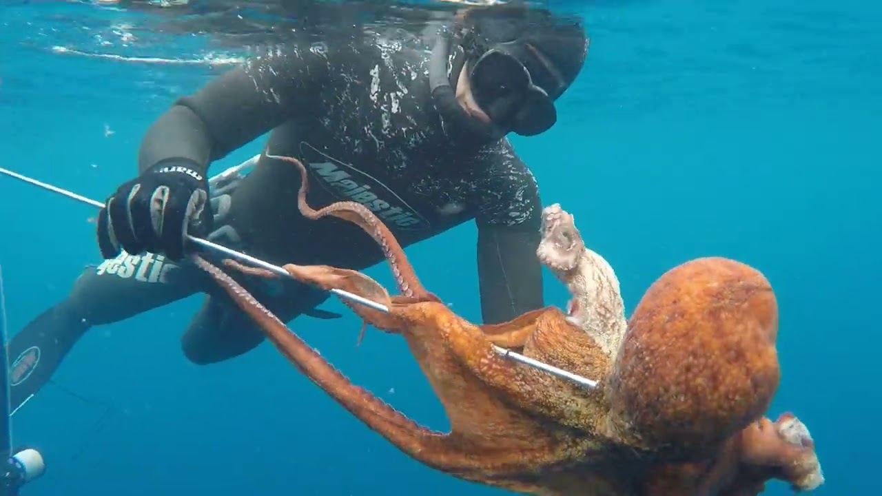 Ahtapot Avları 🐙