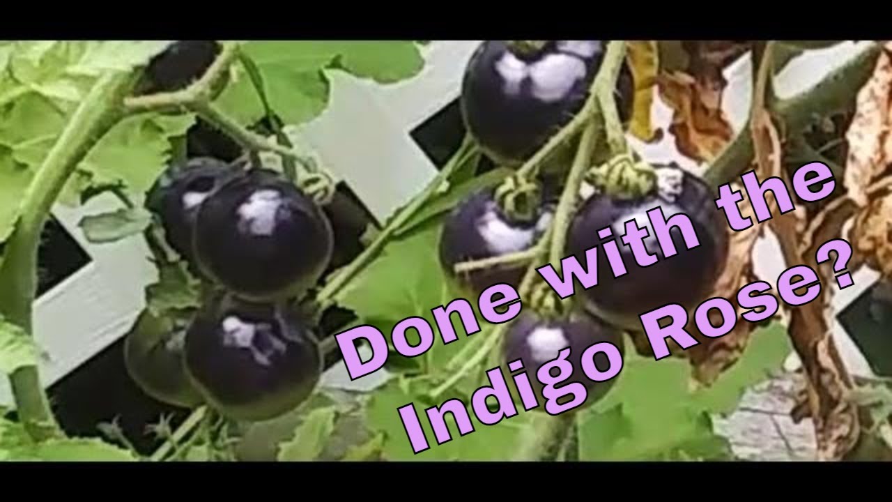 Why I’m not Planting Indigo Rose Tomatoes & Why You Should! – Karl’s Food Forest Garden: S001E078