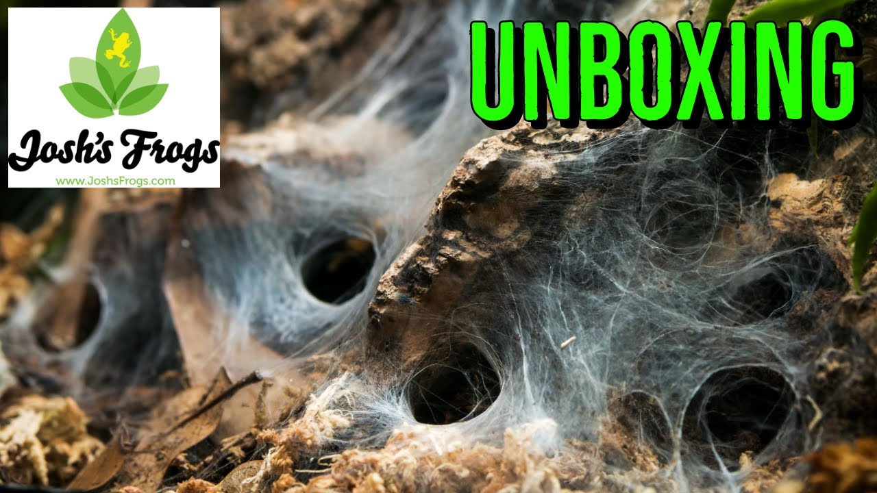 They Sent Me 5 TARANTULAS to Start a COMMUNAL!