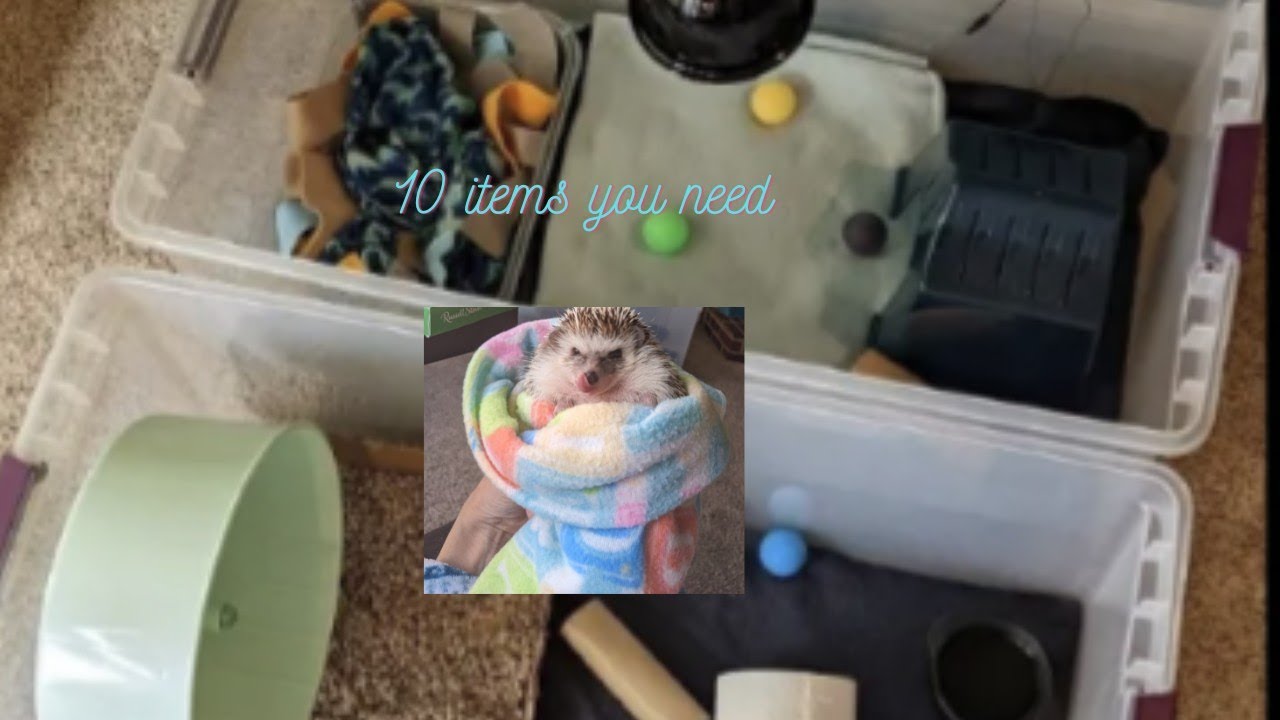 Top 10 items you need for a hedgehog 🦔