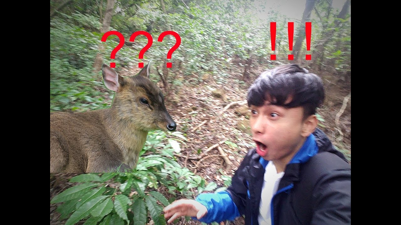 Unexpected Encounter: Muntjac Deer Barking and Spiders in Hong Kong!