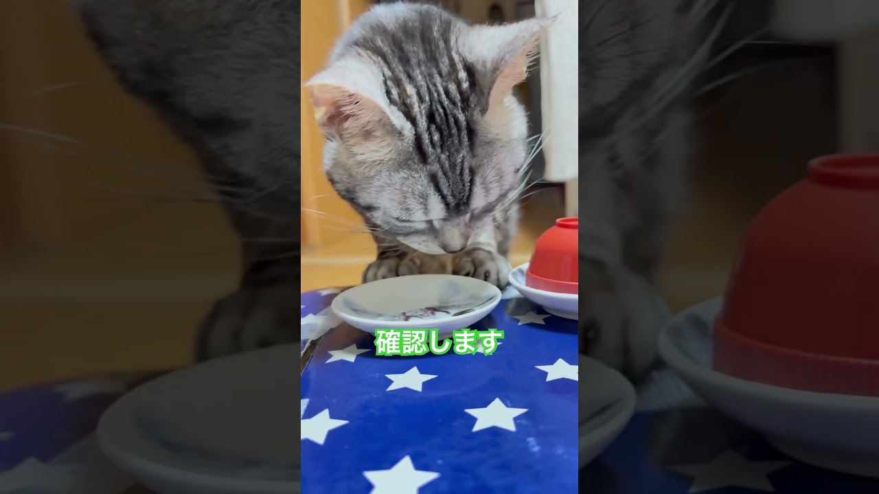 今朝のどっち昨日の失敗を教訓に迷わず即答 #cat #元気になる動画 #猫のいる暮らし #ネコ #元気お届け #猫好きさんと繋がりたい
