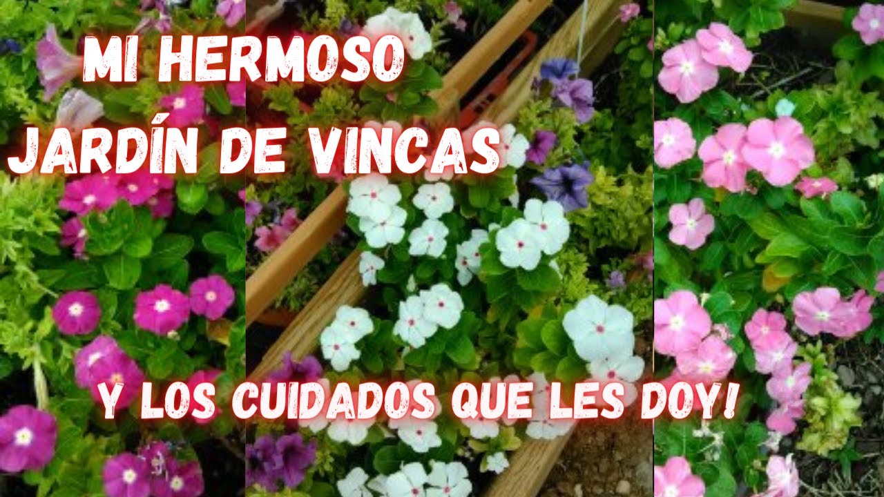 CUIDADOS  De Las VINCAS para TENERLAS HERMOSAS | VINCAS | Vincas plant care | Teresitas