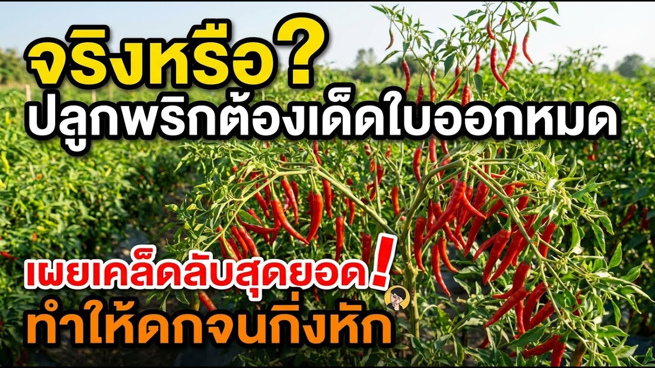 ต้องถอนใบพริกทั้งหมดไหม? เคล็ดลับเพิ่มผลผลิตด้วยการจัดการกิ่ง