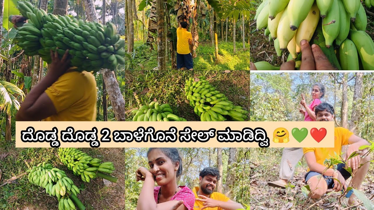 ಇವತ್ತು 2 ದೊಡ್ಡ ದೊಡ್ಡ ಬಾಳೆಗೊನೆ ಸೇಲ್ ಮಾಡಿದ್ವಿ 🤗💚ಹಳ್ಳಿ ಲೈಫ್ ಸ್ಟೈಲ್ 🤗❣️