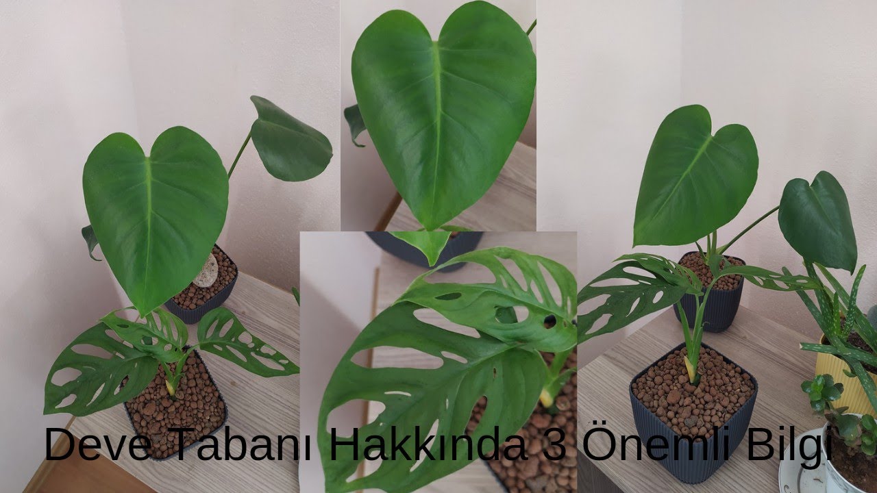 Monstera Deliciosa // Deve Tabanı Hakkında 3 Önemli Bilgi,    Deve Tabanı  #devetabanı #monstera