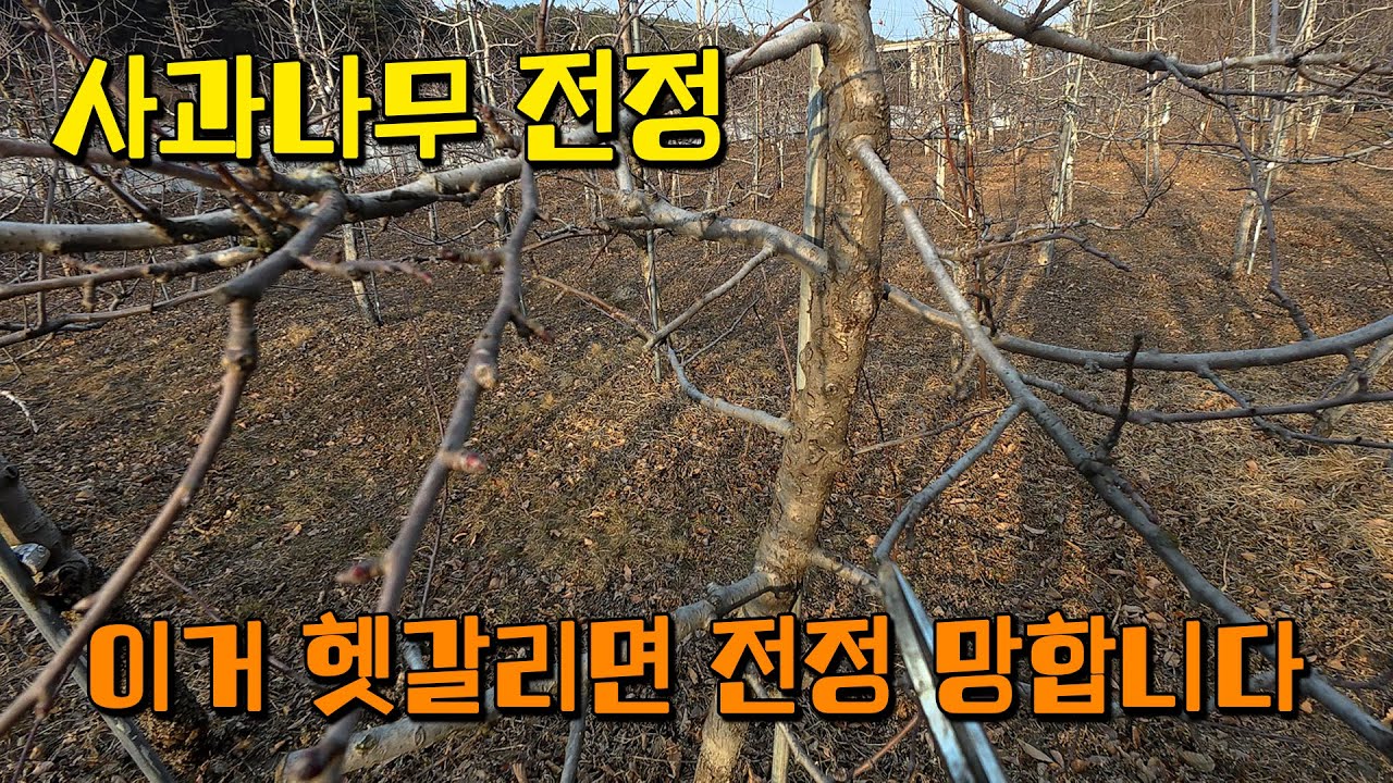 사과나무 전정 주지, 측지, 결과지 역할과 기준점 설명드릴게요 [용감한머슴 Ep.53]