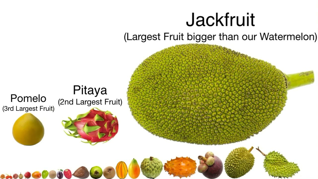 Unique Fruits Size Comparison