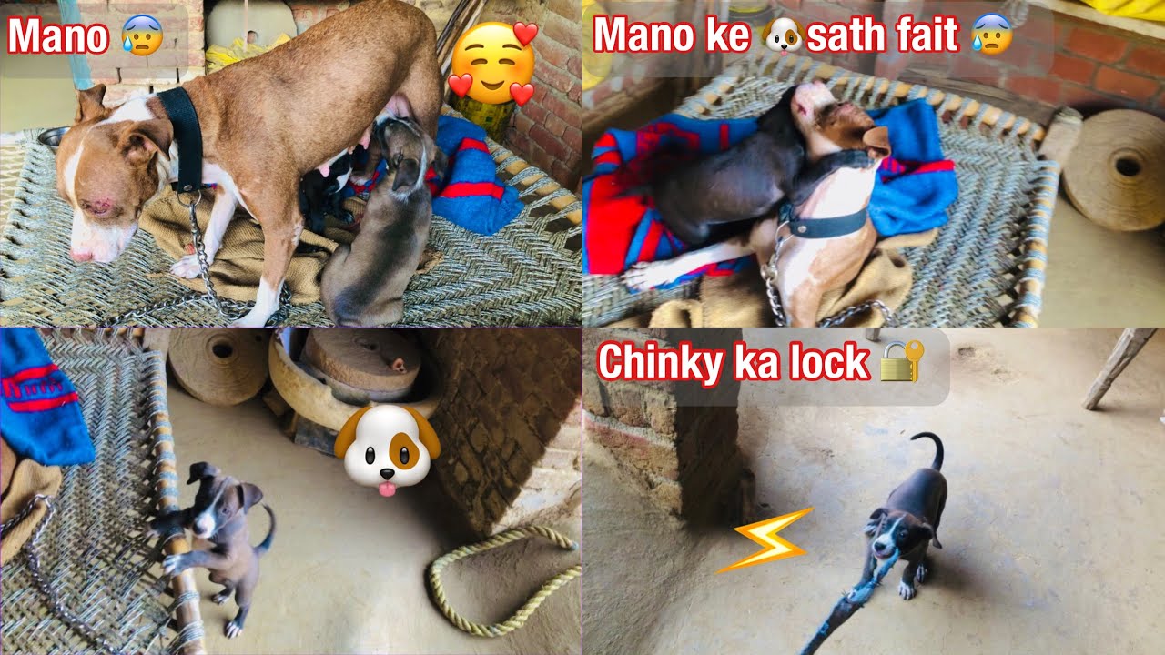 Mano ke sath fait 😰🐶??#please #like 🙏