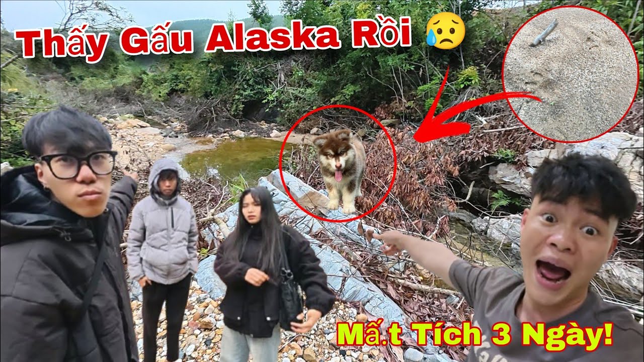 Tin Vui, Đã Tìm Thấy Chó Gấu Alaska Của Dương KC Bị Lạc Mất Khi Đi Sinh Tồn Trong Rừng| Mừng Hụt