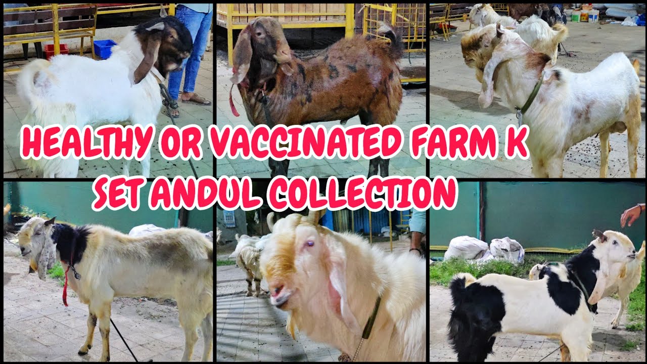 HEALTHY & VACCINATED GOATS Andul Collection Dora Goat Farm Bhiwandi Mahapoli