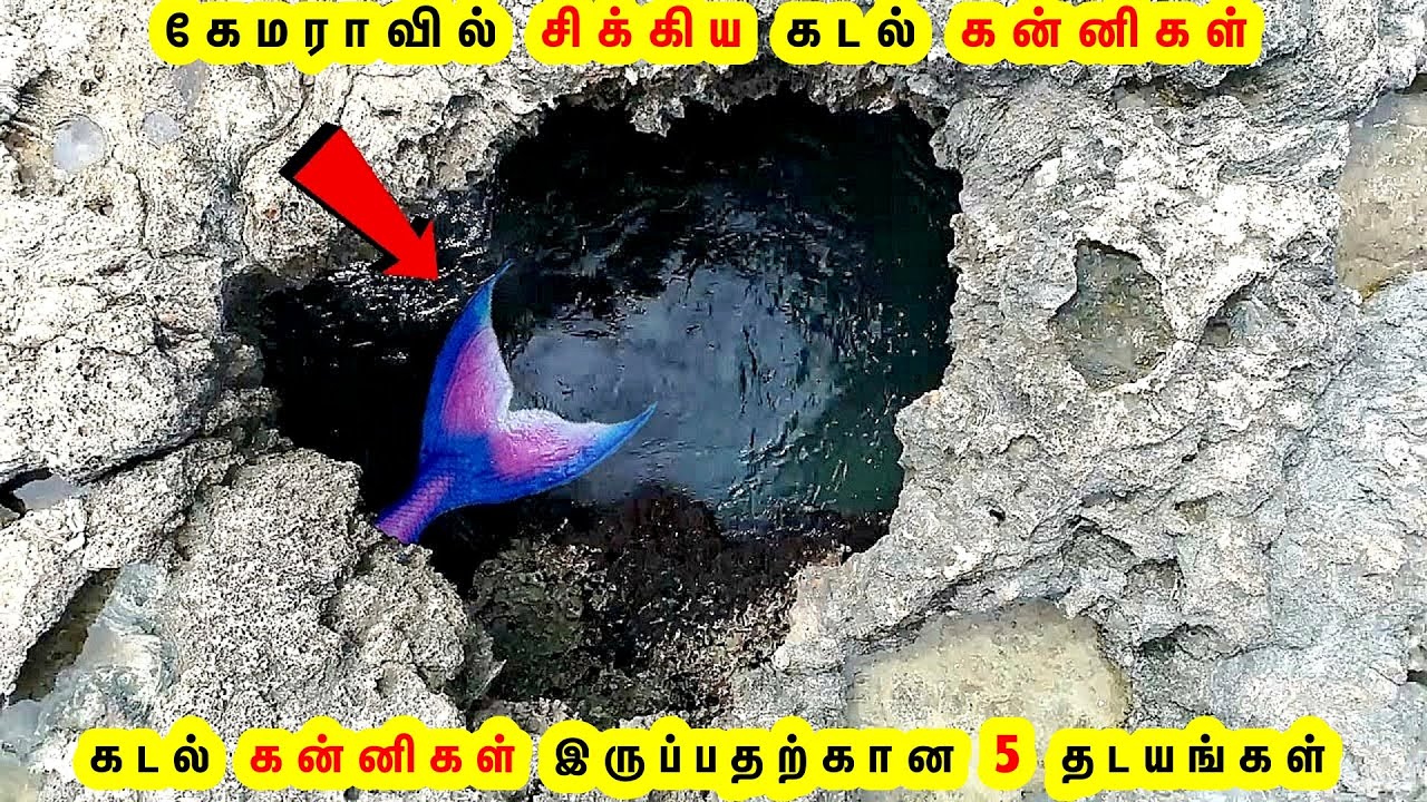 கேமராவில் சிக்கிய கடல் கன்னிகள் | Mermaid Fish in Real Life | Animal Fish Tamil Galatta Facts GKFOX