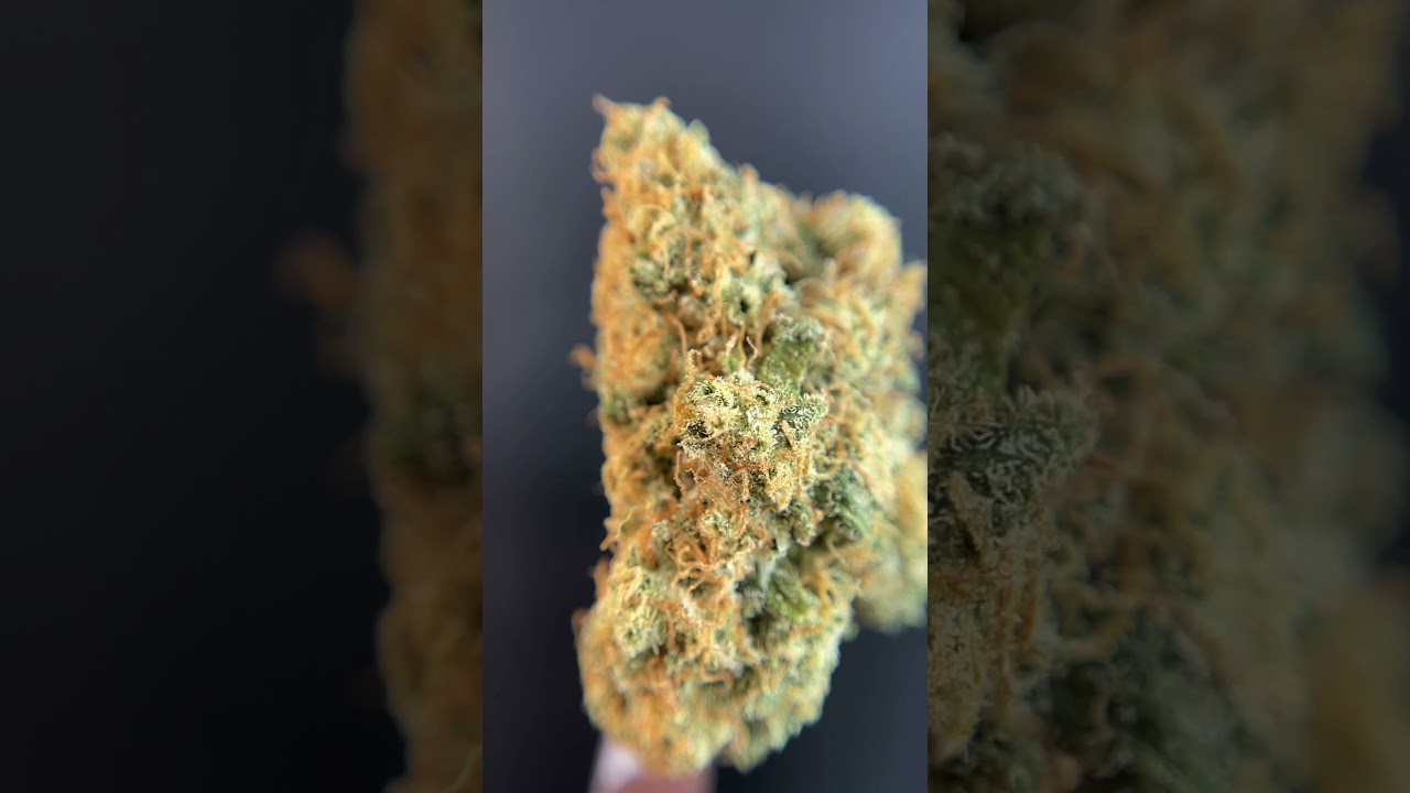 BC Organic Pure Cake Skunk by Coast Mountain Cannabis