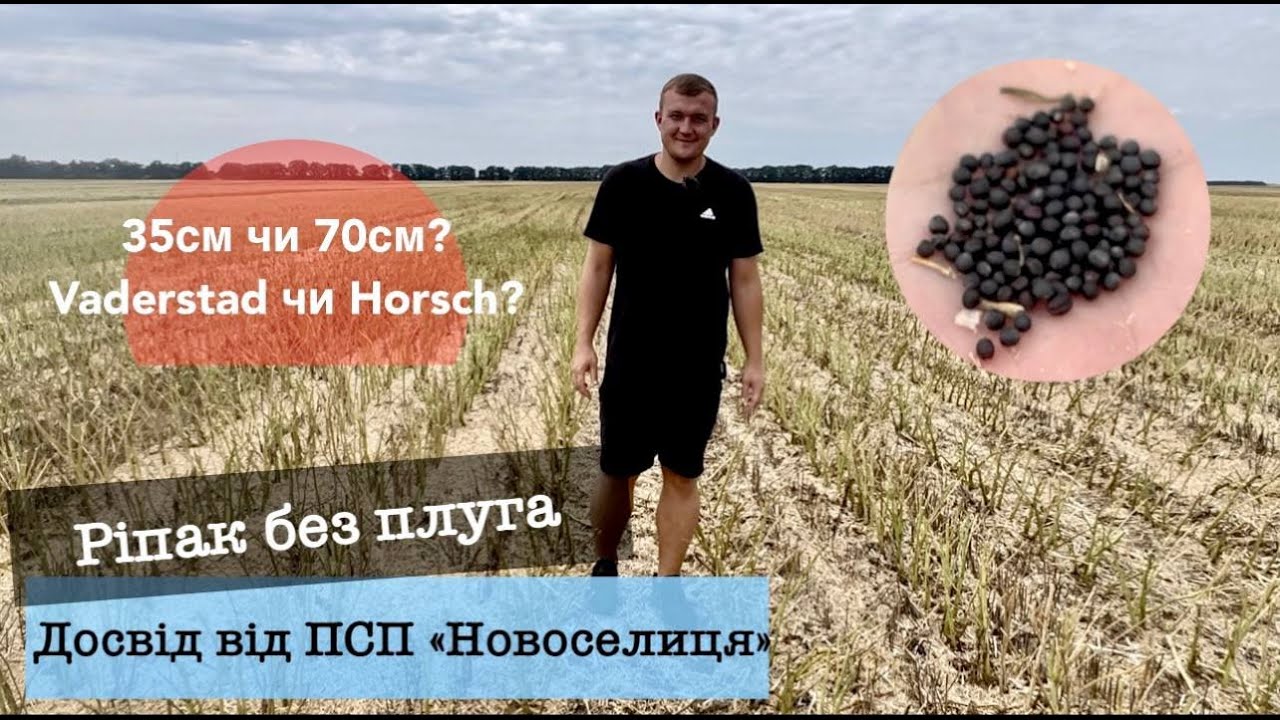 Ріпак без плуга. Досвід ПСП 
