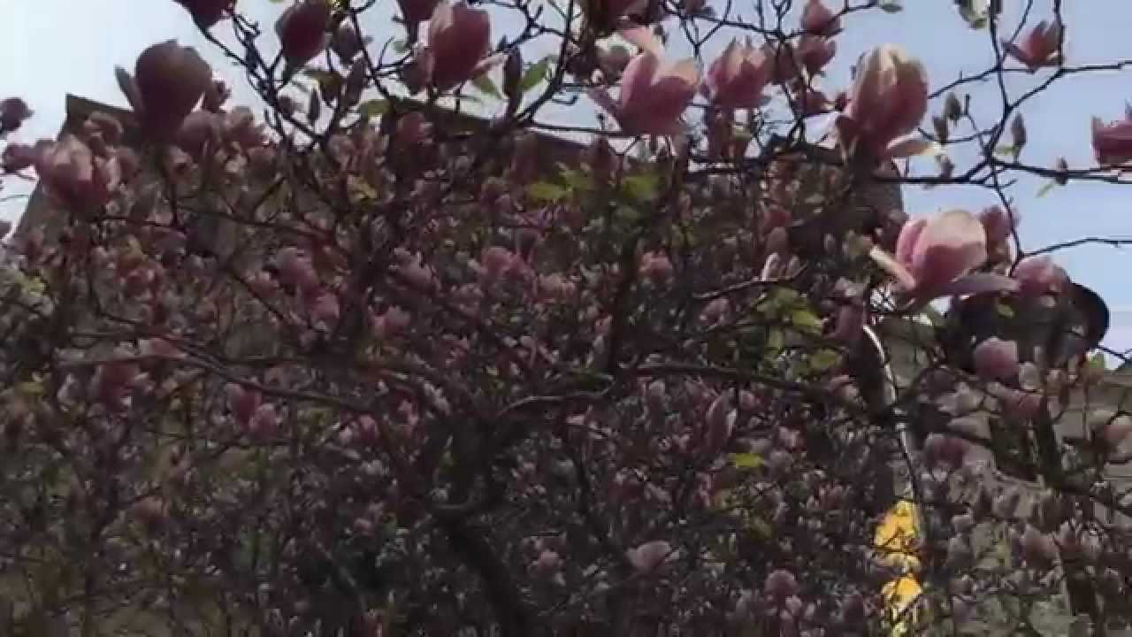 truelane in New York