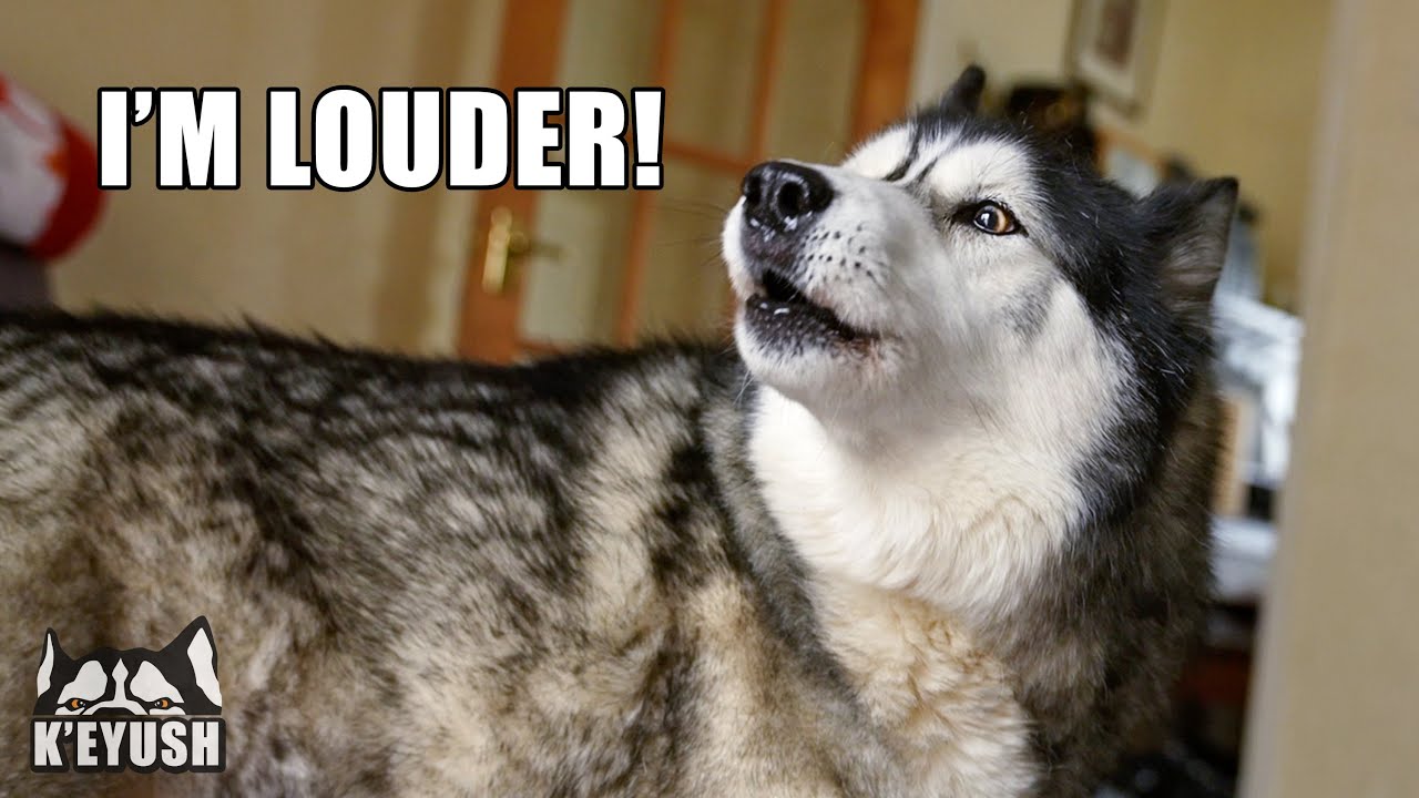 Husky Talks LOUDER to Win Argument With My Mum!