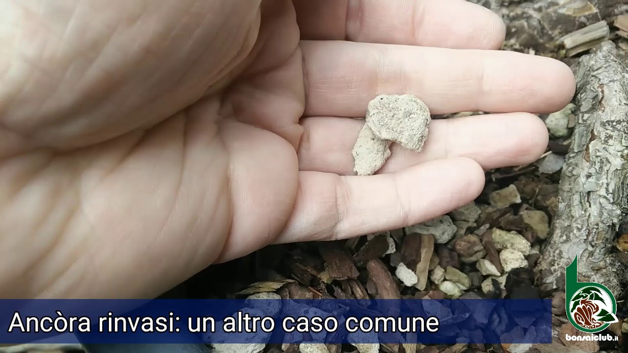 Sostituzione del substrato base pomice, per coltivare un futuro bonsai
