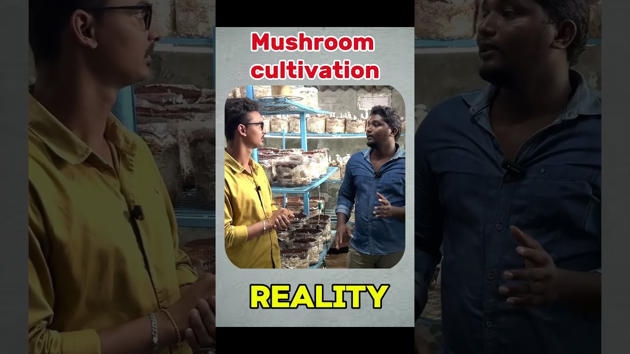Milky Mushroom Cultivation | Reality of mushroom business | Mushroom farming in Telegu |