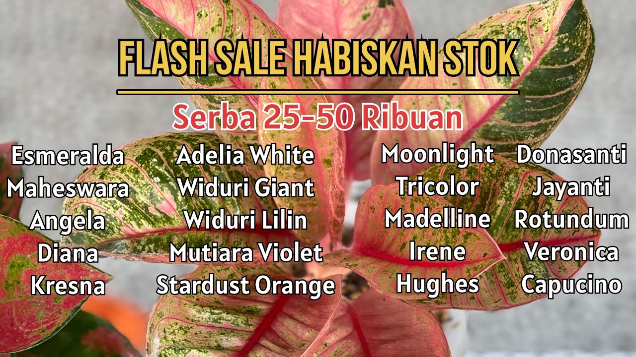 ❗️FLASH SALE❗️ Serba 25-50 Ribu Aglonema Lokal