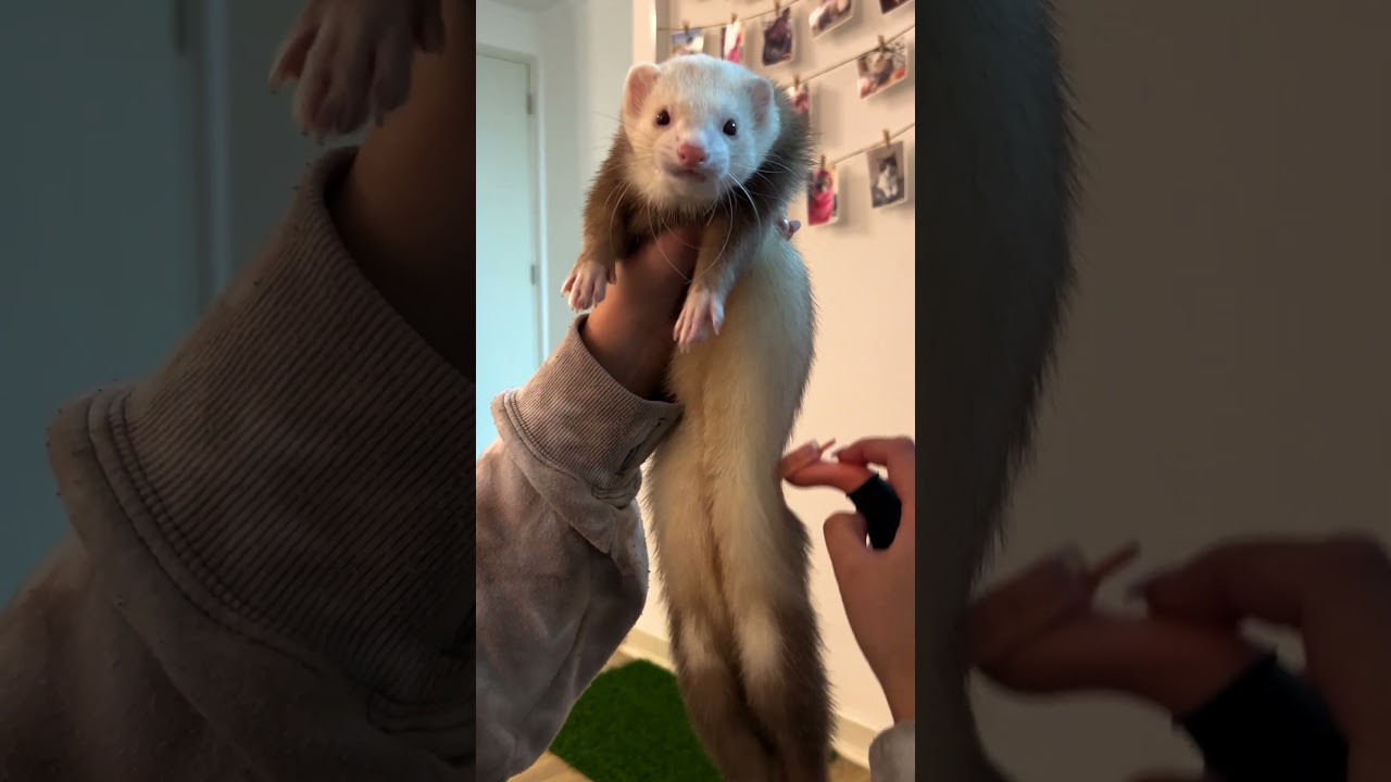 5 Things These Ferrets Are Obsessed With | The Dodo  #thedodoanimals #dodoanimals
