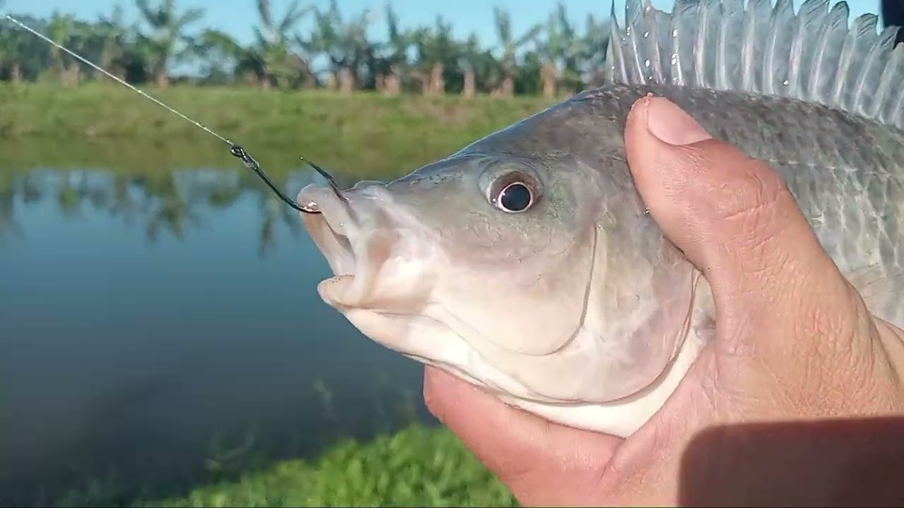 Pegando tilapias no pesqueiro pescaria de Domingo 