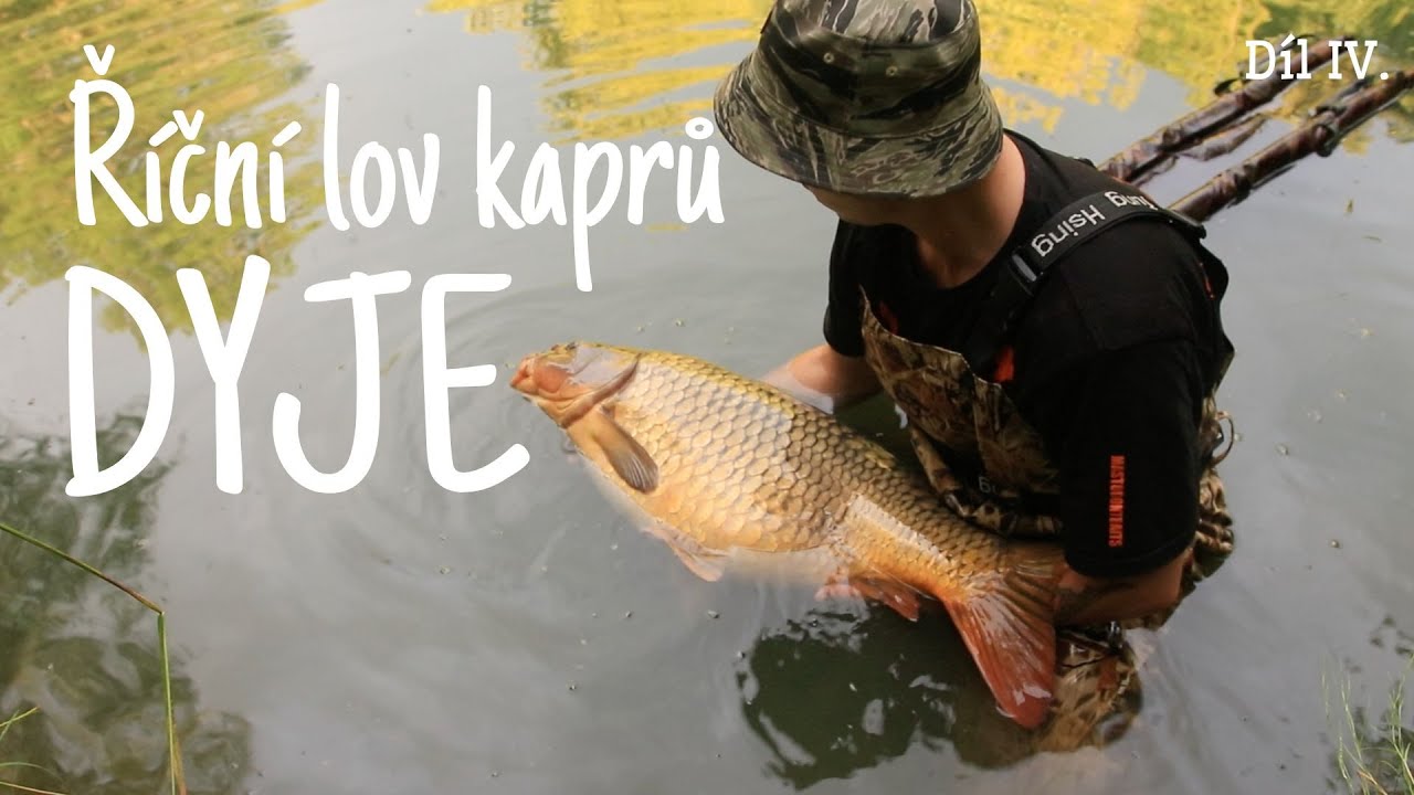 Říční lov kaprů Dyje (River carpfishing Dyje)