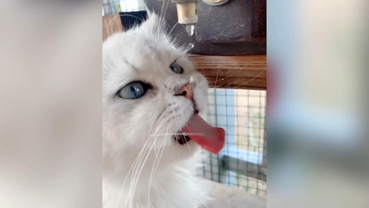Animal Confusing Behavior Showcase