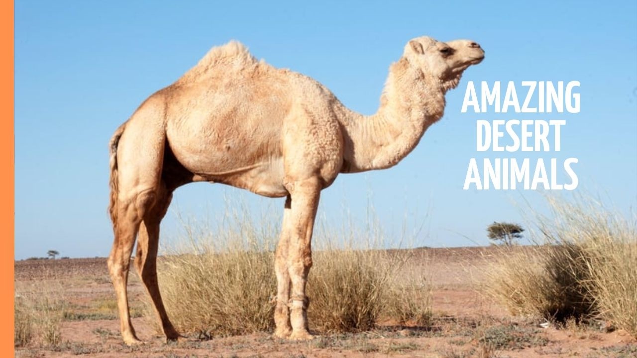 Camels & Llamas Explained | Ships of the Desert | Free High Quality Documentaries