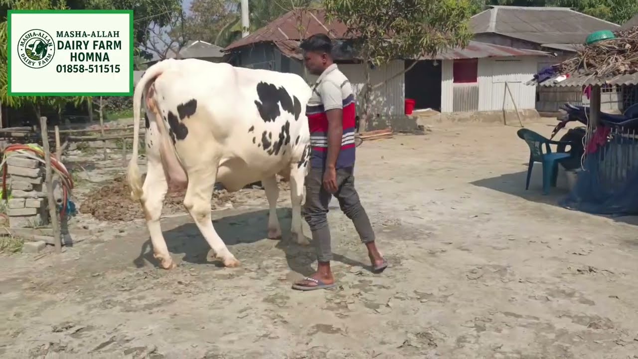 অস্ট্রেলিয়ার মানচিত্র গাভীর শরীরে! অবিশ্বাস্য দৃশ্য ভাইরাল! 01858-511515