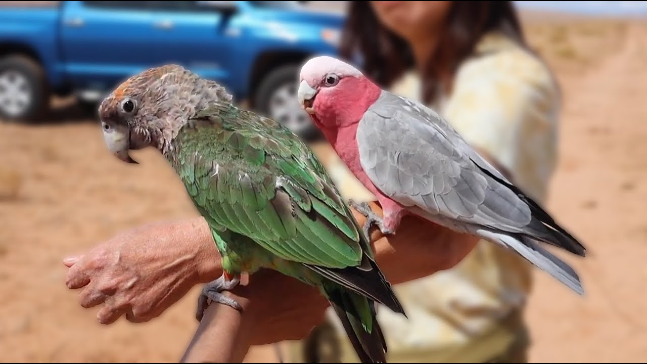 Noa The Cape Parrot Joins His Flock!