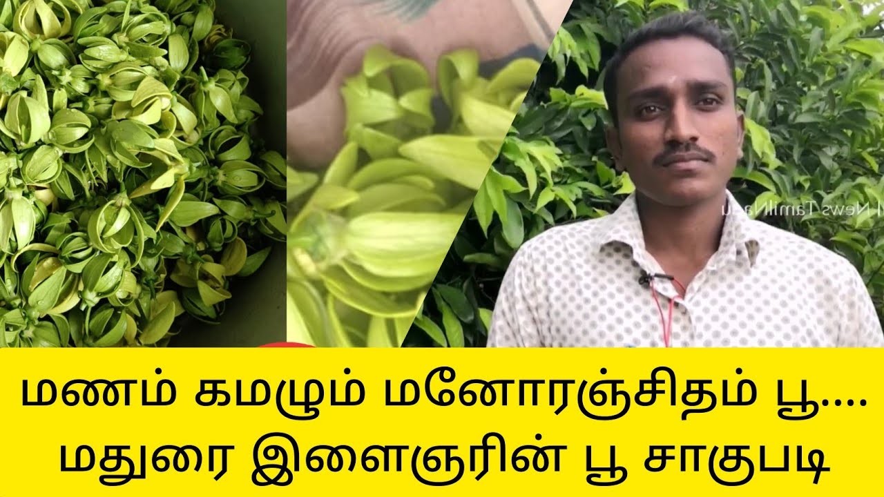 Vivasayam Palagu: மனோரஞ்சிதம் பூ சாகுபடியில் கலக்கும் Engineer | Manoranjitham Flower Full details