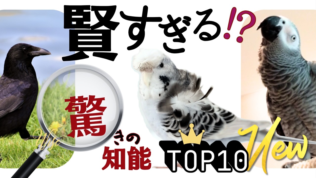 【決定版】賢い鳥ランキングTOP10！野鳥＆インコやオウムのペット編-知られざる賢さとほっこりエピソード♪